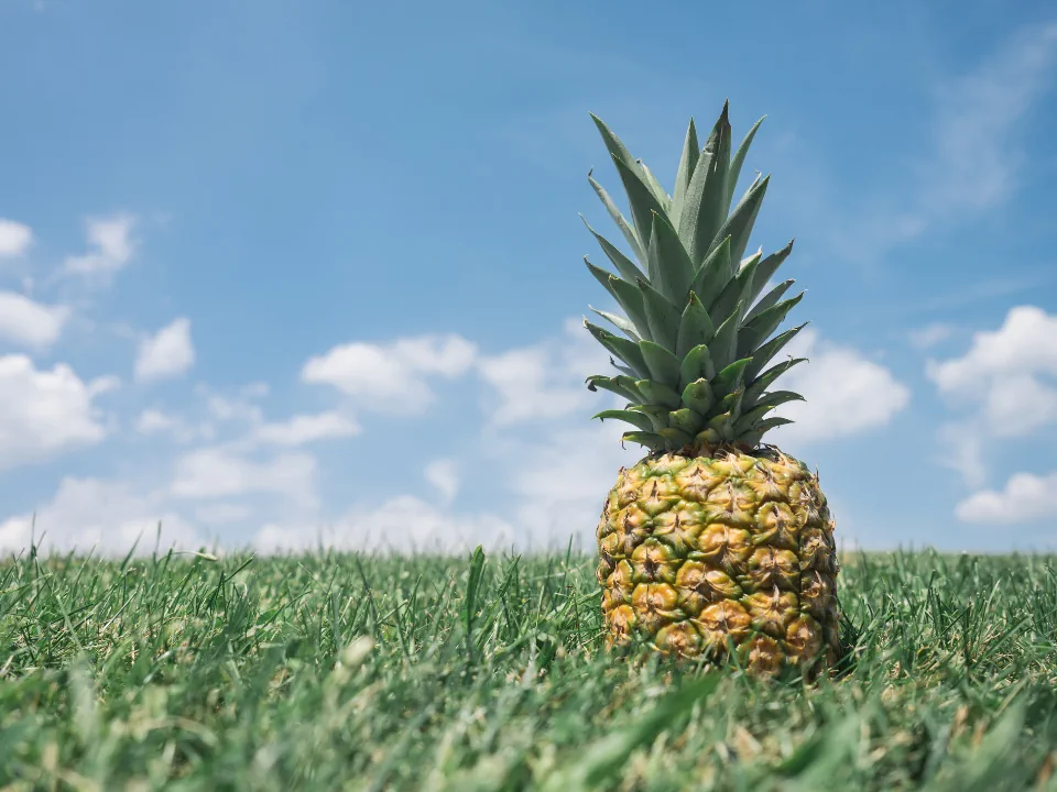 Bromelain Nedir?  Bromelain Faydaları Nelerdir? görsel